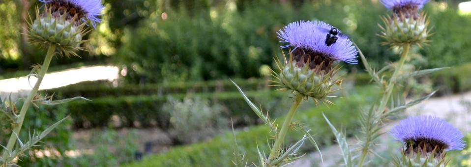 Teofrasto, el padre de la Botánica