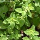 Melissa officinalis-Toronjil-Hoja de limón