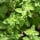 Melissa officinalis-Toronjil-Hoja de limón