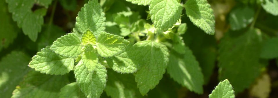 Melissa officinalis-Toronjil-Hoja de limón