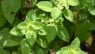 Melissa officinalis-Toronjil-Hoja de limón