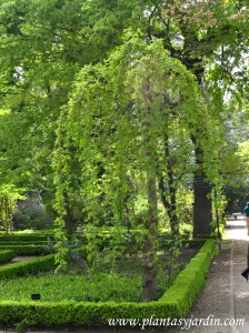 Morus alba "Péndula", nativo de China.