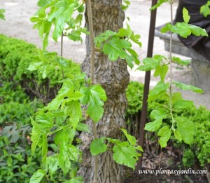 Morus alba"Péndula" detalle hojas.