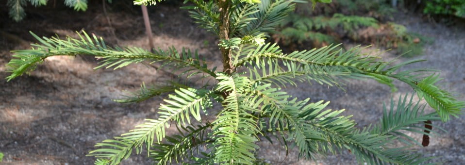 Wollemia nobilis, el Pino de Wollemi, un fósil viviente