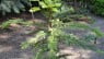Wollemia nobilis, el Pino de Wollemi, un fósil viviente