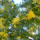 Acacia dealbata-Mimosa-Acacia australiana-Aromo