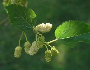 Fruto de Morus alba. Foto: Wikipedia