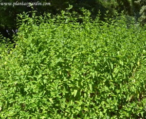 macizo de Hierbabuena-Mentha spicata.