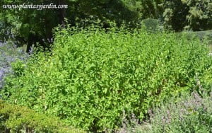 Mentha spicata-Hierbabuena cultivada en parterres en la huerta.