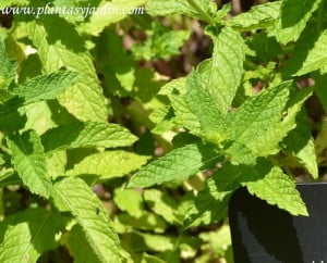 Mentha spicata-Hierbabuena, detalle del follaje.