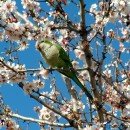 Prunus dulcis, el Almendro