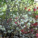 Chaenomeles speciosa-Membrillero de jardín-Menbrillero del Japón