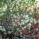Chaenomeles speciosa a fines del invierno