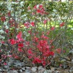 Chaenomeles speciosa color rosado a fines del invierno