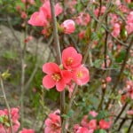 Chaenomeles speciosa detalle de flor rosado