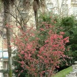 Chaenomeles speciosa flor color rosado