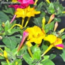 Mirabilis jalapa-Dondiego de noche