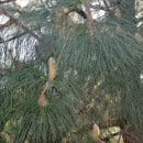 Pinus canariensis-Pino canario