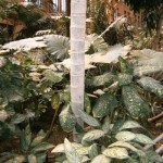 Aglaonema-Alocasia-Dieffenbachia de la familia de las Aráceas en el invernadero de Atocha