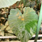 Alocasia con hojas sagitadas (alargadas, puntiagudas y con dos lóbulos en la base)