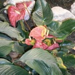 Anthurium-Anturio con espata (flor, es una hoja modificada) roja