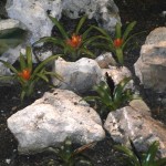 Bromeliáceas entre las plantas tropicales en el invernadero del jardín tropical de Atocha
