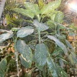 Dieffenbachia muy utilizada como planta de interior