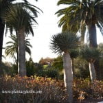 Dracaena draco-Drago canario