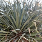 Dracaena draco-Drago canario detalle del follaje