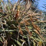Dracaena draco-Drago canario detalle del fruto copia