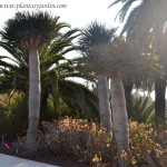 Dracaena draco nativo de las islas de Tenerife-Gran Canaria y La Palma, España
