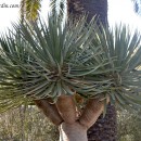 Dracaena draco, símbolo natural de la isla de Tenerife