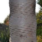 Dracaena draco detalle del tronco