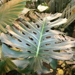 Monstera nativa de México y América tropical