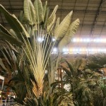 Palma del viajero en el jardín tropical de Atocha