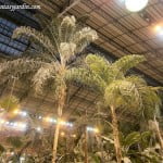 Palma real en el invernadero de Atocha