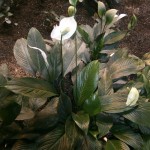 Spathiphyllum una de las plantas más cultivadas en interiores