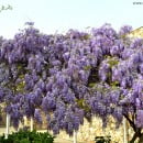 Plantas trepadoras
