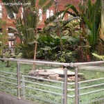 estanque con tortugas, peces y plantas acuáticas en el Jardín Tropical de Atocha
