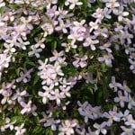 Clematis montana 'Elisabeth'. Foto: Wikipedia