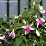 Fucsia sp. florecida en verano