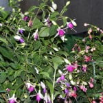 Fucsia sp. nativa de Argentina y Chile