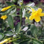 Jasminum fruticans. Foto: Wikipedia