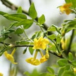 Jasminum humile. Foto: Wikipedia
