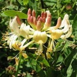 Lonicera periclymenum. Foto: Wikipedia