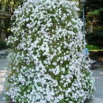 Petunias blancas en maceteros decoran las calles de Madrid