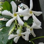 Trachelospermum jasminoides. Foto: Wikipedia