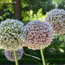 Allium porrum, el puerro