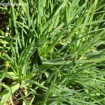 Bulbine frutescens detalle de hojas carnosas