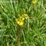 Bulbines frutescens, ideal para borduras
